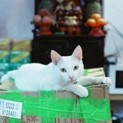 REFLX LAB 640T sample photo: white cat resting on a box in front of an indoor shrine display