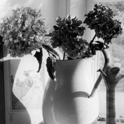 Ilford XP2 Super 120