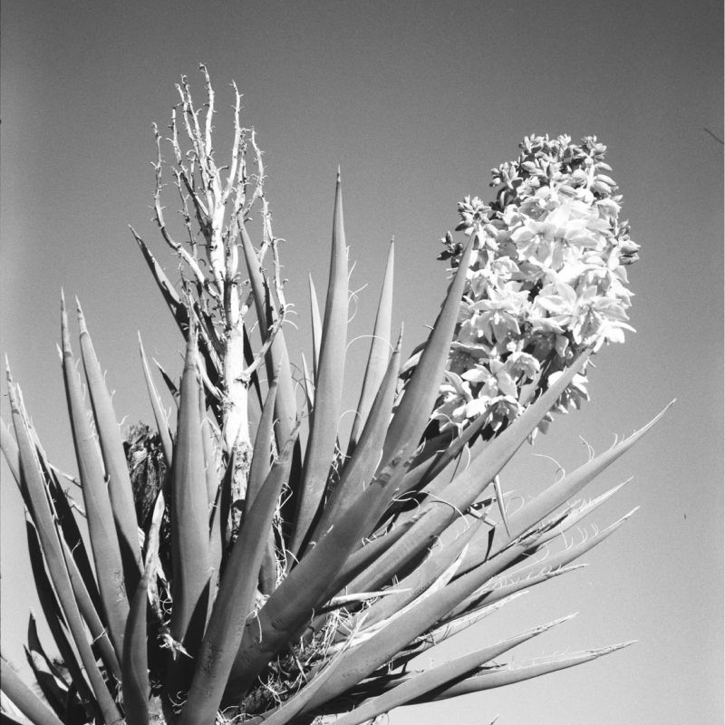 OptiMono 100 35mm