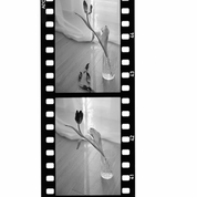 ADOX Scala 50 vertical film strip showing four developed B&W reversal slide frames of flower still life photography