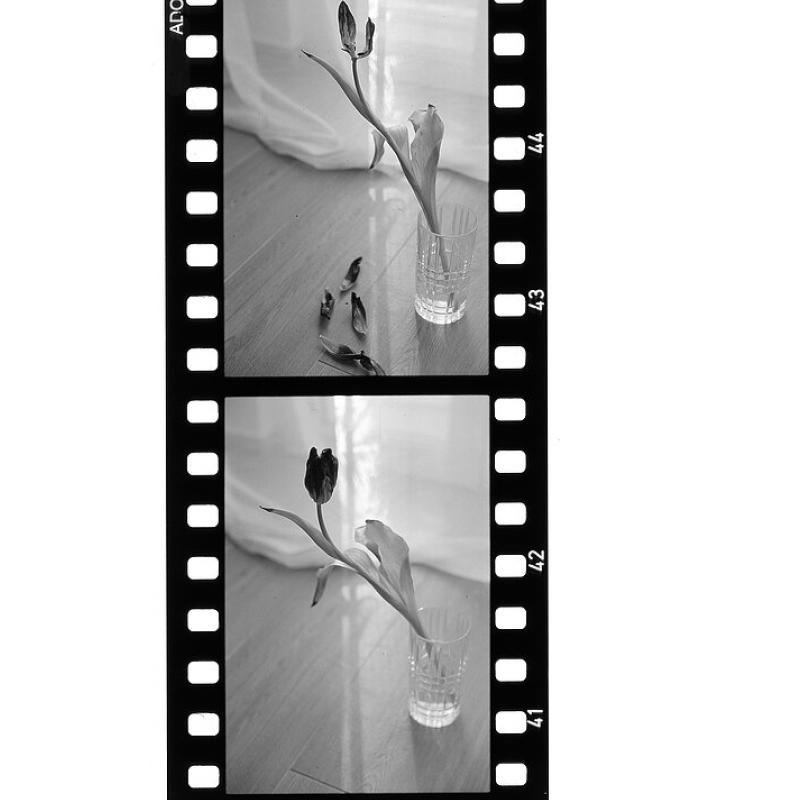 ADOX Scala 50 vertical film strip showing four developed B&W reversal slide frames of flower still life photography