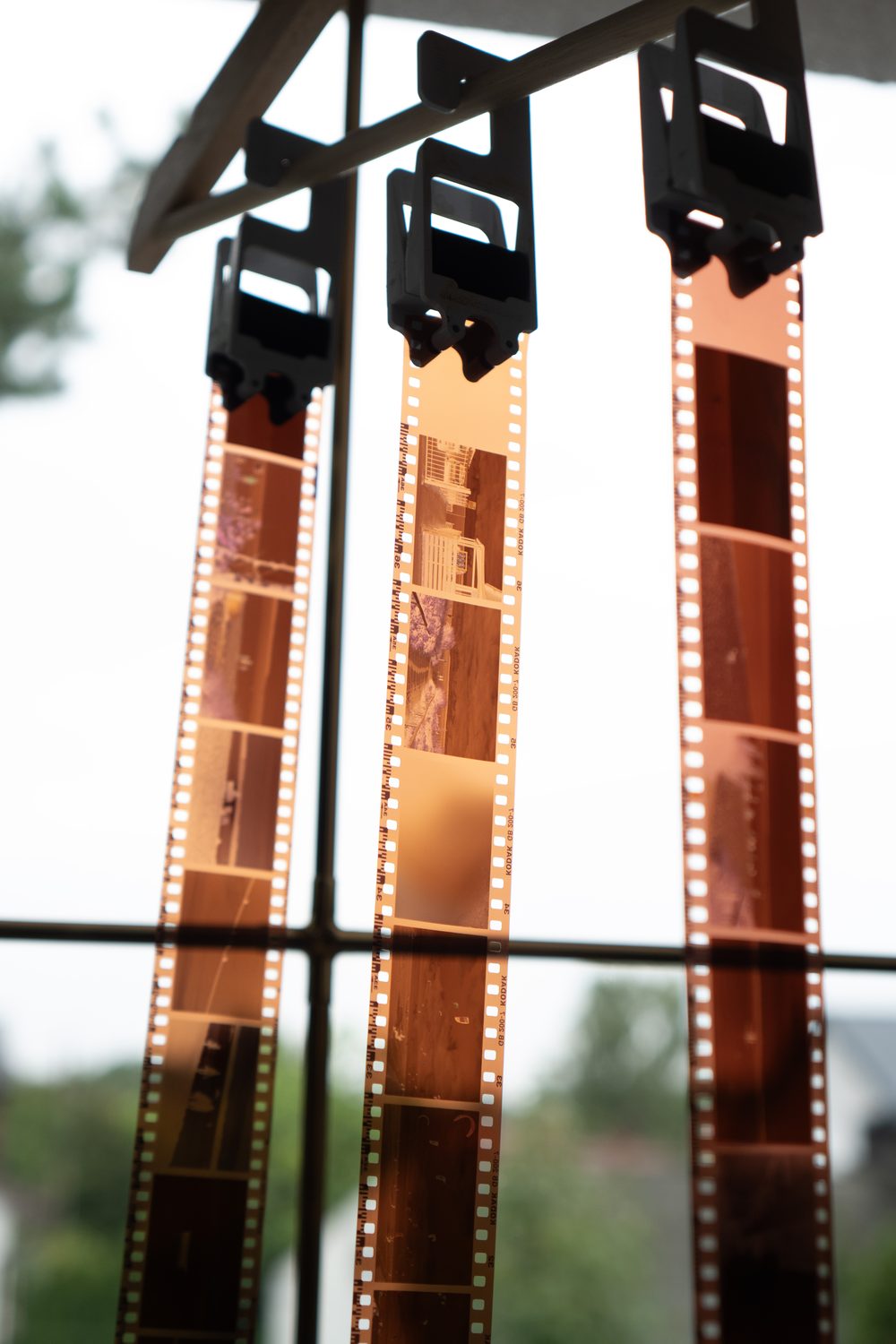 Three strips of orange colour negatives hanging to dry by a window